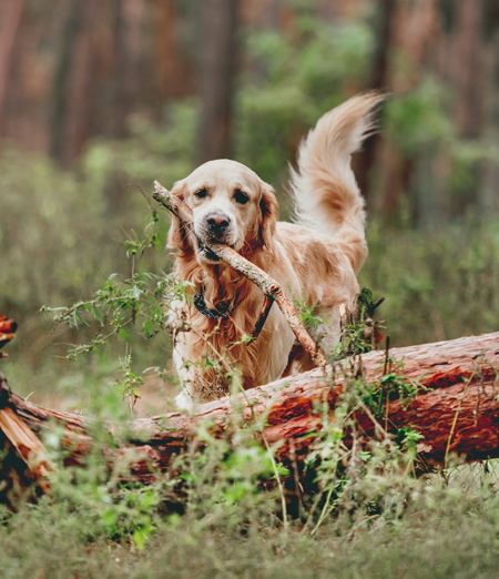 Allevamento di Golden Retriever in Campania, perché scegliere il Centro Cinofilo degli alburni?