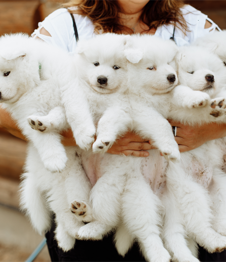 Dietro le quinte dell’allevamento: la crescita dei cuccioli, storie dei cani adulti, giornate tipo