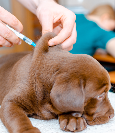 Vaccinazione del cane, un atto d'amore