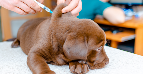 Vaccinazione del cane, un atto d'amore