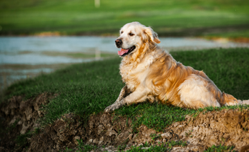 Miglior Allevamento di Golden Retriever in Campania