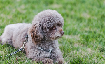 Maltipoo Toy - ambiente perfetto per allevamento 