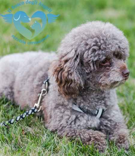 Maltipoo Toy - ambiente perfetto per allevamento 