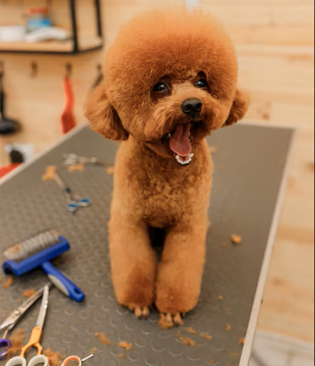 Toelettatura del Maltipoo