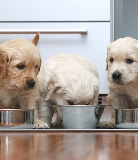 Nutrizione dei Cuccioli