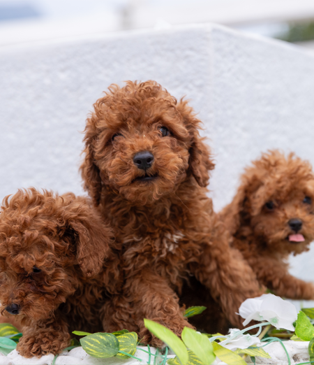 Vendita cani, perché affidarsi ad un allevamento professionale?