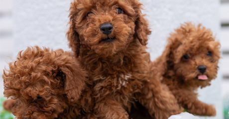 Vendita cani, perché affidarsi ad un allevamento professionale?