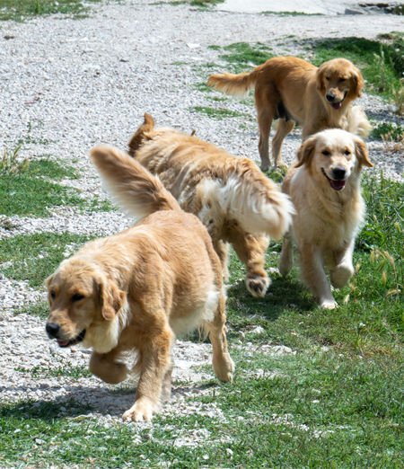 Quando Optare per una Pensione Animali