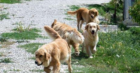 Quando Optare per una Pensione Animali