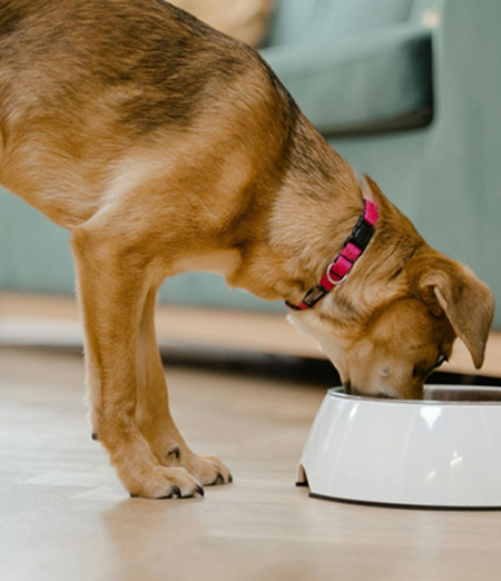 Cane mangia nella sua ciotola.