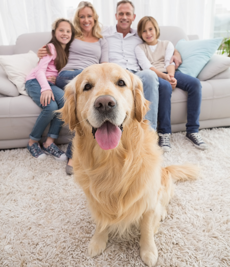 Un Amico Dorato: Come un Golden Retriever ha Cambiato la Vita della Famiglia Rossi