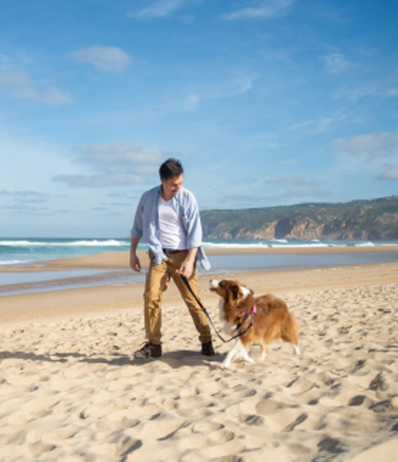 Cane su una spiaggia con il suo padrone
