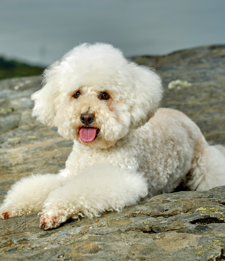 Cuccioli di Barboncino in vendita in Campania