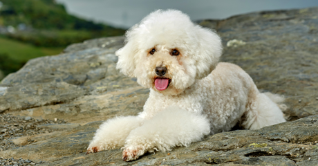 Cuccioli di Barboncino in vendita in Campania