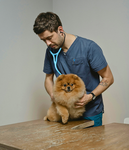 Cane in un centro veterinario.