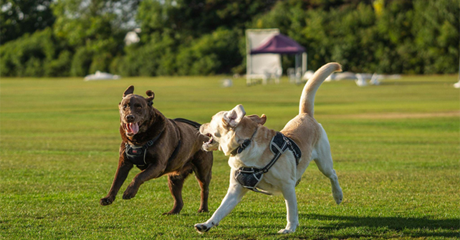 2 cani che giocano e socializzano.