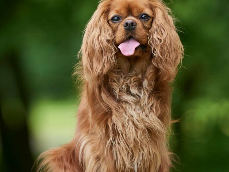 Cavalier King