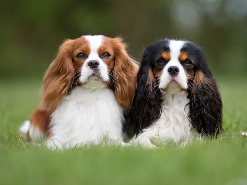 Cavalier King