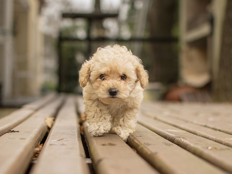 Maltipoo