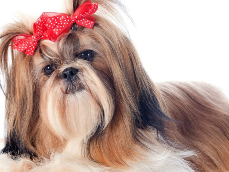 Shih tzu