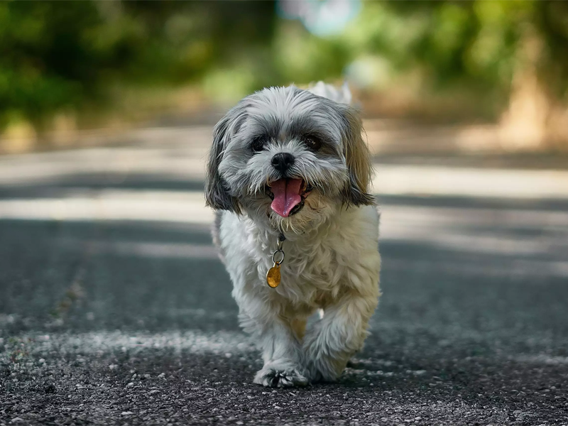 Shih tzu