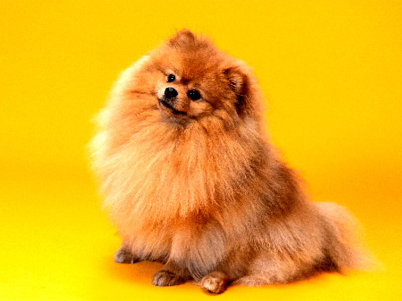 Spitz di pomerania