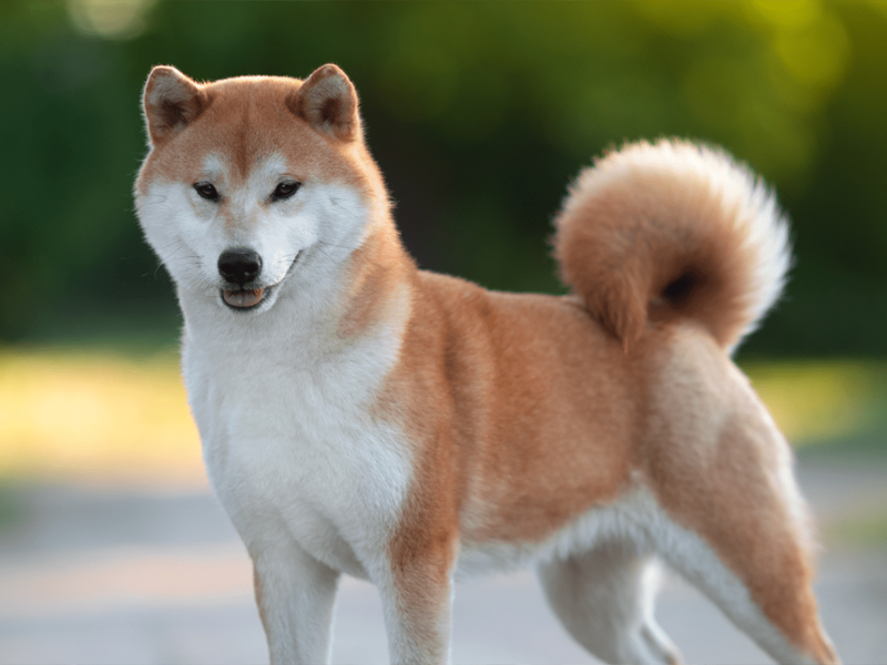 Shiba inu