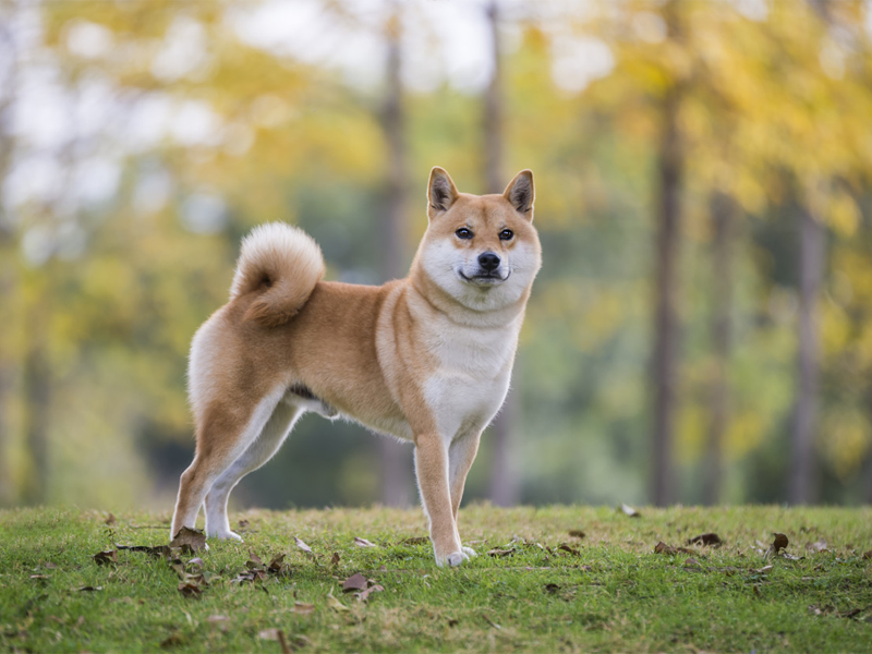 Shiba inu