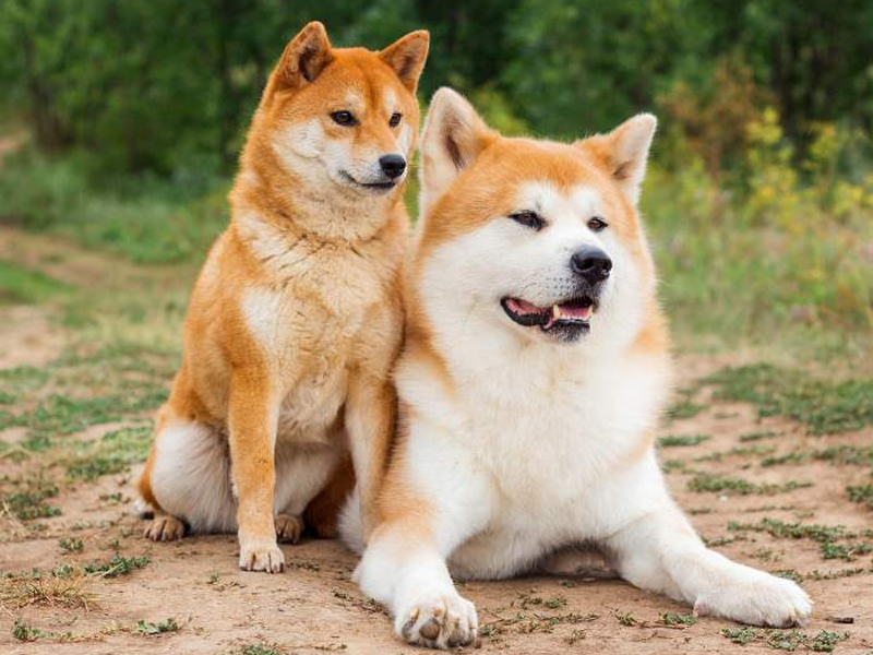 Akita inu