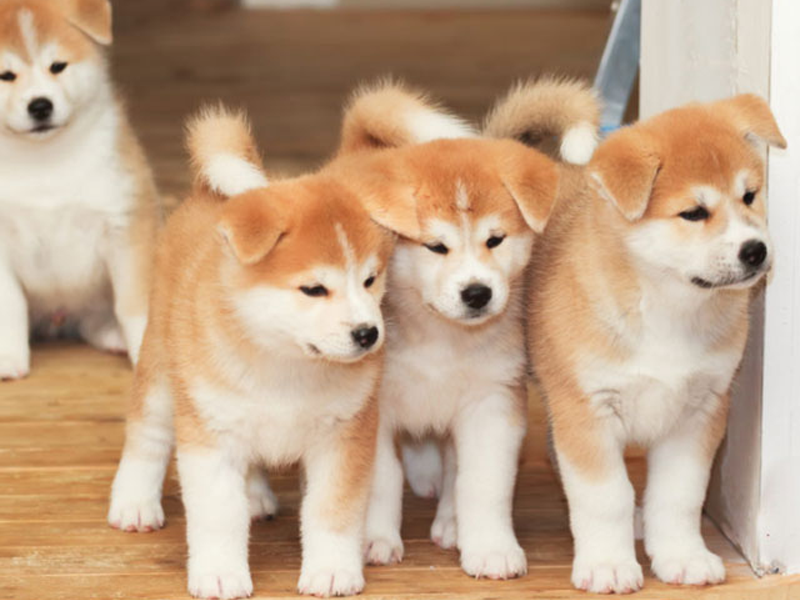 Akita inu