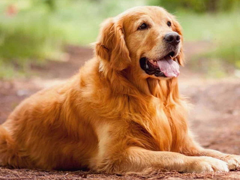 Golden Retriever