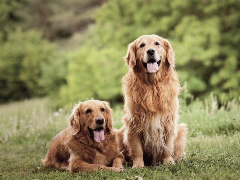 Golden Retriever